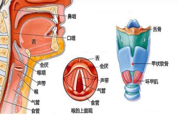 洛阳咽炎诊所:咽炎的症状及分类 洛阳咽炎诊所:咽炎的症状及分类